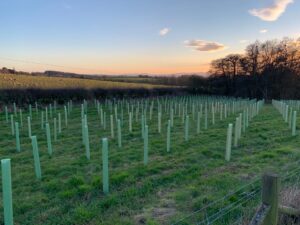 Tree Planting at Patshull Estate Orchard