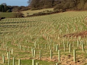Tree Planting at Patshull Estate